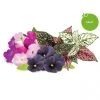 Click&Grow Click And Grow Smart Garden Refill 9-pack Vibrant Flower Mix