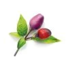 Click&Grow Click And Grow Smart Garden Refill 3-pack Plant: Purple Chili