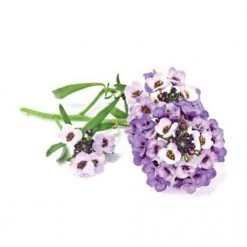 Click&Grow Click And Grow Smart Garden Refill 3-pack - Flowers Plant: Sweet Alyssum
