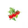 Click&Grow Click And Grow Smart Garden Refill 3 Stk. Planter: Mini Tomato